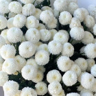 Букет из кустовой хризанемы
