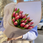 Букет из 25 красно - белого тюльпана